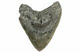 Serrated, Fossil Megalodon Tooth - North Carolina #338604-1